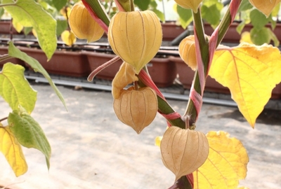 zVPkIygkVKkHtvXuiBIC.jpg?w=940&h=940