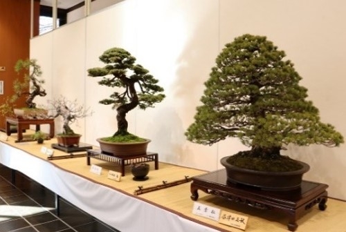 早春の盆栽展(令和6年撮影)