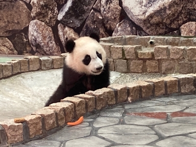 zeI4x4a2suMhpDKxcSBK.jpg?w=940&h=940