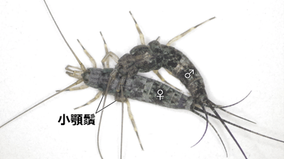 図３　コジマイシノミの配偶行動（背面）。 オスは小顎鬚や前肢を用いてメス胸部を把握した後、腹端をメスの腹端に密着させる。 