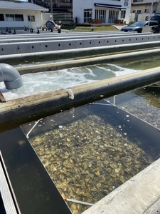 zqWPibIXV7SplhSRRtoC.JPG?w=940&h=940