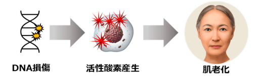 図1 DNA損傷が肌老化を促進するイメージ