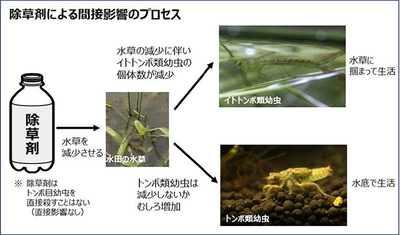 除草剤による間接影響のプロセス
