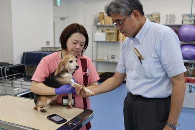 実習犬で巻圧を計測する佐伯准教授（左）と赤木教授（右）