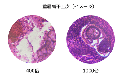 zui08vmTZAWmNkGxokdX.png?w=940&h=940