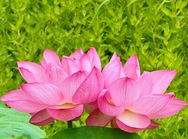 早朝限定！大輪のハスを見に行こう！小石川後楽園で「真夏の庭園」を開催