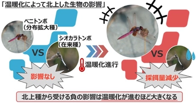 温暖化による生物の分布拡大が在来種に及ぼす影響を評価　トンボをモデルに温度上昇で在来種の採餌量が減少することを解明