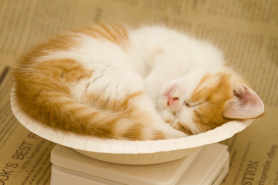 飛び猫合同会社