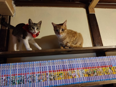 保護猫カフェ　漫画猫カフェねこのたつき