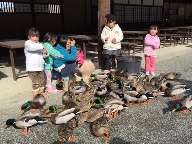 カモと子ども達