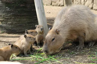 キントキ赤ちゃん食事中