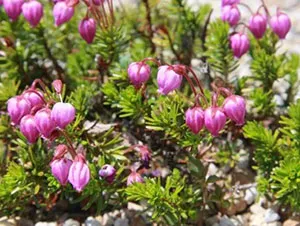 エゾノツガザクラ