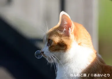 あおいとり「鼻提灯猫」オリジナル