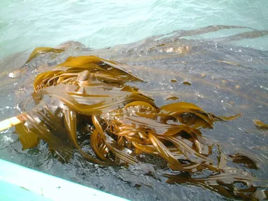 『サンサン昆』の原料　九州産真昆布