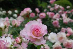 ローズウオーク（イメージ）