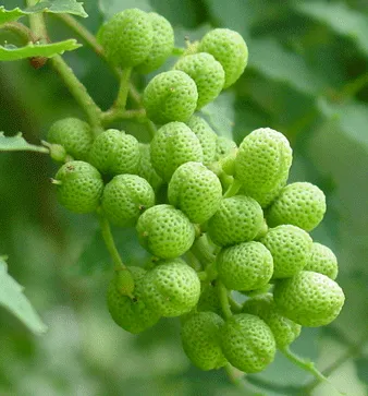 ぶどう山椒イメージ