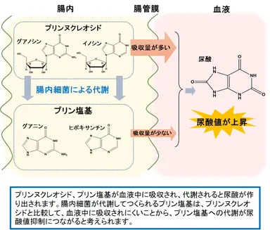 プリン体の代謝経路