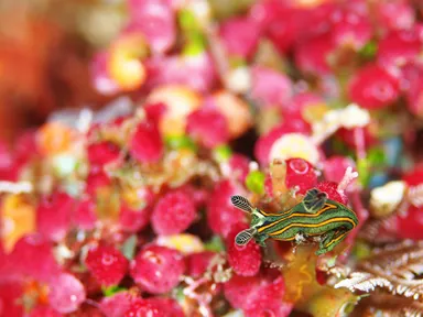 インドネシア・色鮮やかなウミウシ