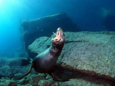 メキシコ・ラパスのヒトデで遊ぶカリフォルニアシーライオン