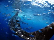 メキシコ・ユカタン半島沖のジンベエザメ