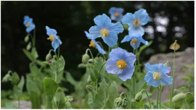 メコノプシス・ベトニキフォリア