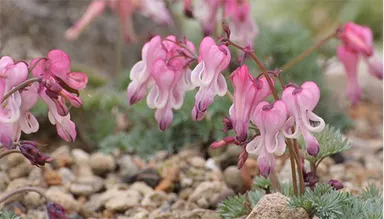 コマクサ（ケシ科）