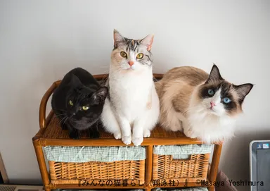 3 匹の猫とカメラマンの にぎやかな毎日。（吉村正也）_2