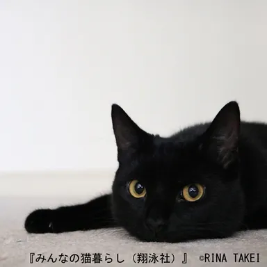 CAT FASHION MUSIC. 愛猫ギネスとロンドン暮らし。（Rina Takei）_1