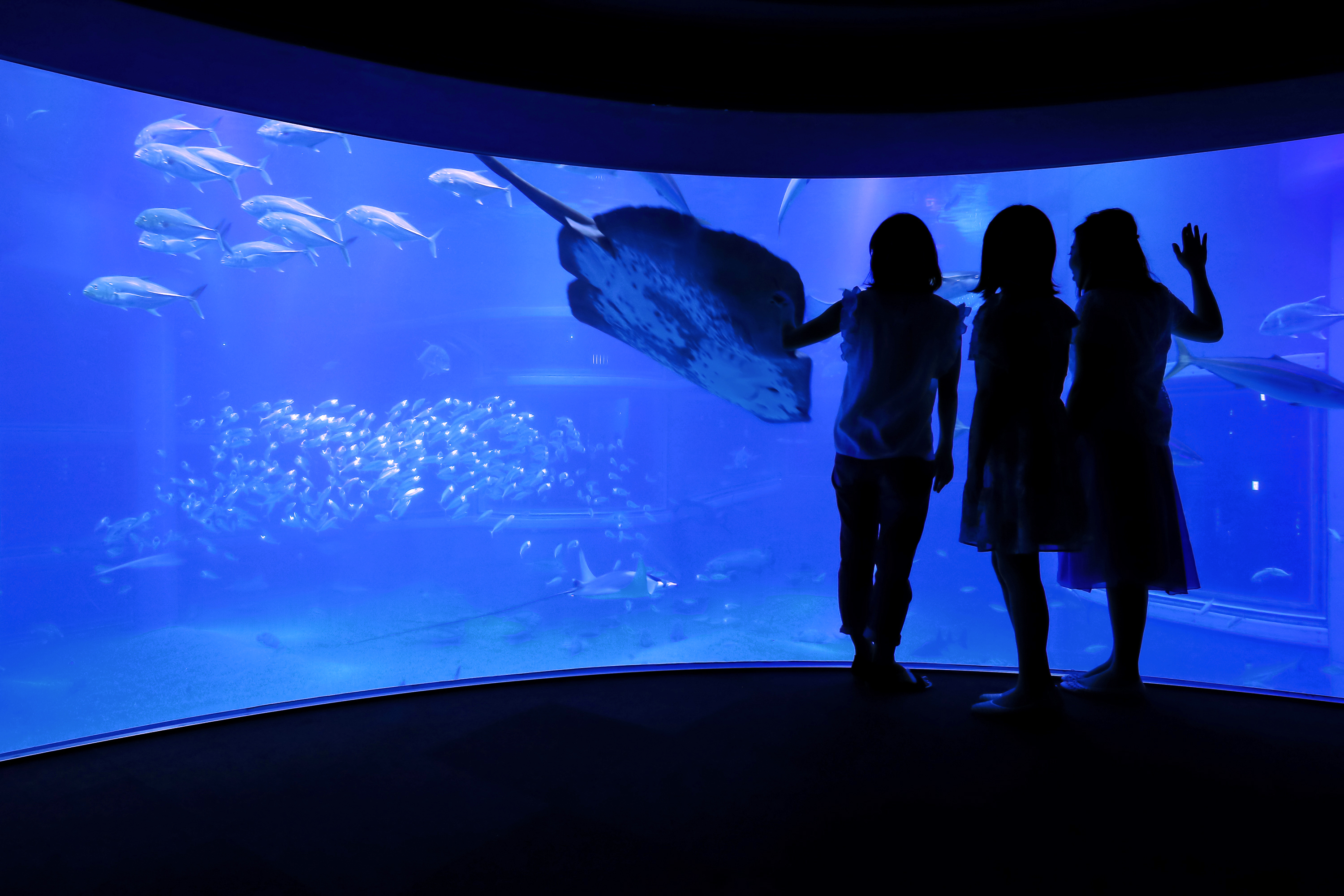 夏の夜 閉館後の海遊館で特別な体験を 夏休み 大人のナイトツアー 参加者募集 株式会社 海遊館のプレスリリース