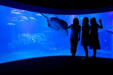 静かな水槽を参加者だけで楽しみます