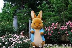 ピーターラビット(TM)のグリーティング（イメージ）