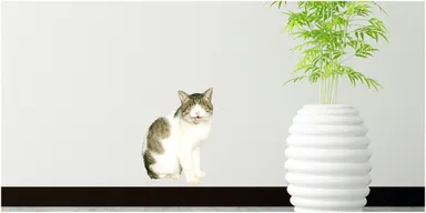 ねこウォールステッカー11