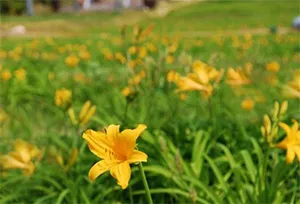 園内のニッコウキスゲの様子 (５月２４日撮影)