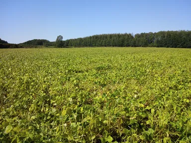 初夏の北見のあずき畑
