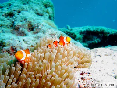 ライセンスがなくても、体験ダイビングで本格的に沖縄の海を堪能