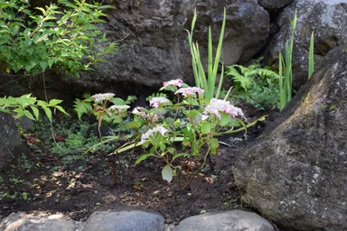 圓明院境内の草花アラカルト1