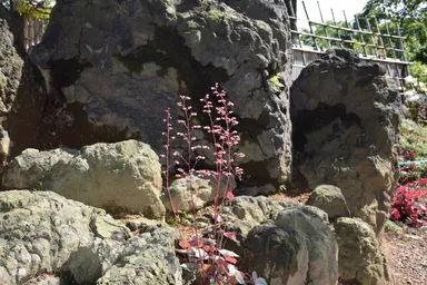 圓明院境内の草花アラカルト4