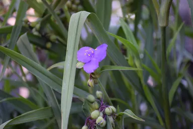 圓明院境内の草花アラカルト5