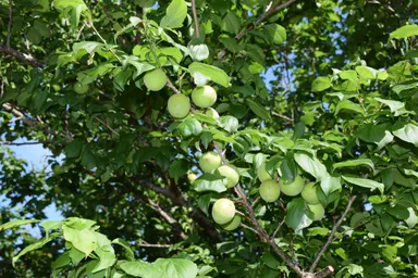 圓明院境内の草花アラカルト6