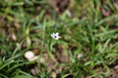 圓明院境内の草花アラカルト7