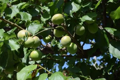 圓明院境内の草花アラカルト8