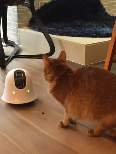 猫ちゃん遠隔見守りサービス