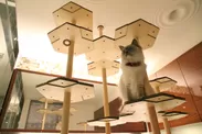 組み換え自在型猫タワー