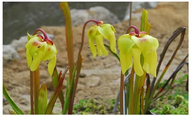  サラセニア・フラバ(花)      