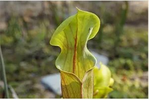 サラセニア・フラバ（葉）