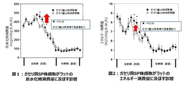 ガセリ菌SP株が炭水化物、エネルギー消費量に及ぼす影響