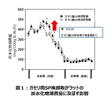 図１ガセリ菌SP株摂取がラットの炭水化物消費量に及ぼす影響
