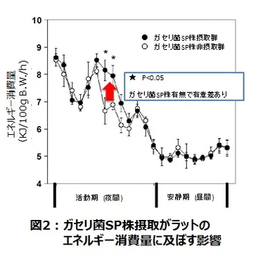 図２ガセリ菌SP株摂取がラットのエネルギー消費量に及ぼす影響
