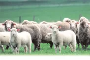 ヴィクトリア地方の羊