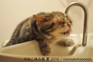 出展予定作品(6)